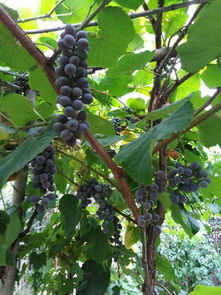 葡萄的品种， 家庭种植