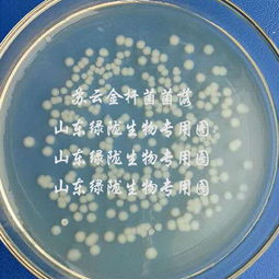 甲维盐原粉：原粉中的战斗机