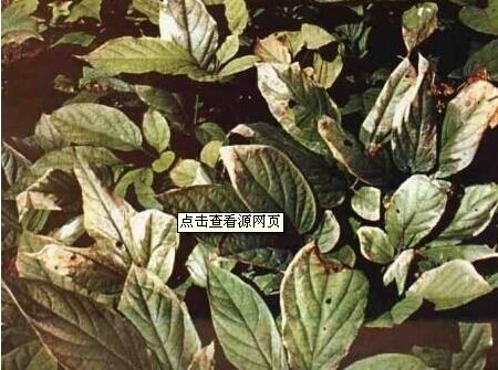 人参茎杆病与人参茎腐病的防治之道