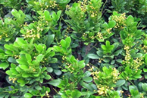 米兰花，神秘符号