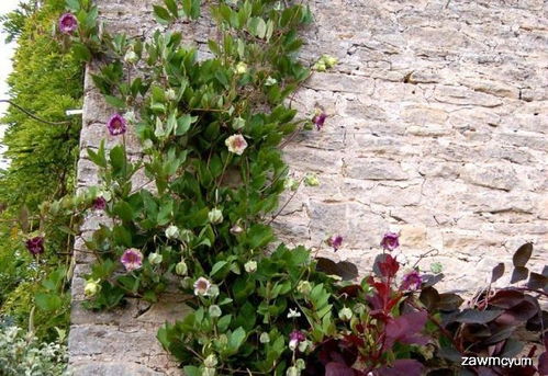 选择合适的品种