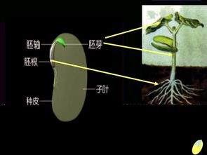 种子发芽后如何进行科学护理