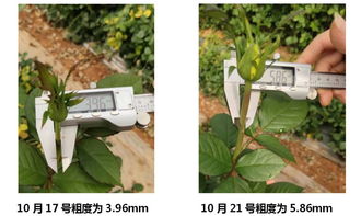 第一步：选好地点， 土壤要肥沃
