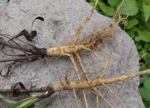 动态支出：种植过程中需要注意什么？