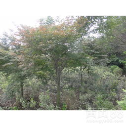 四、大自然的魔法