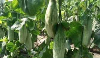 羊角蜜高产种植技术，播种前需准备哪些关键肥料