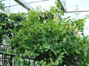 阳台植物的根系保护