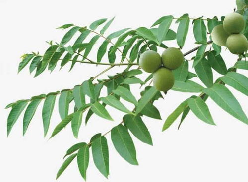 面对树叶长黑斑的处理方法