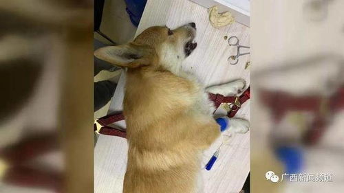 狗在地里打农药会中毒或死亡吗？