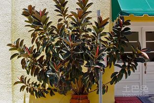 冬天室内种树乐趣多，这些树种你一定不嫩错过！