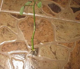 第四步：浇水保湿