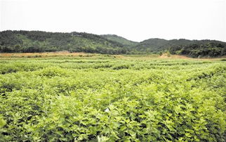 艾草的增值服务