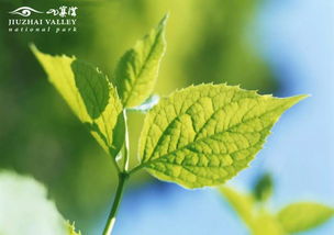 无性生殖植物，揭秘自然界的克隆奇迹
