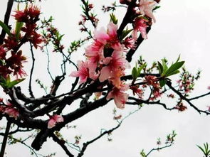 桃花为什么要摘？难道是为了让花更美吗