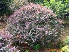 红花继木球的特性