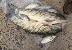 养草鱼新手如何选择合适的饲料，避免成本高又没效果的饲料？