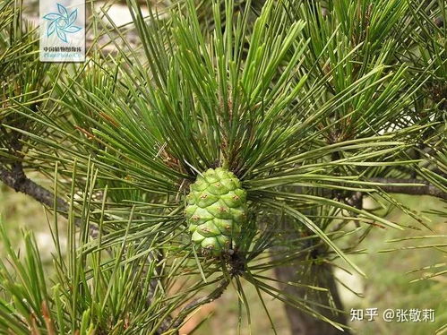 松花粉的功效与作用