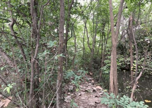 榉树移栽前的准备