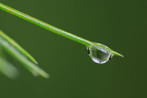 玻璃翠花：翠叶双瓣