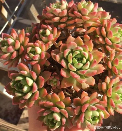 如何让口红多肉越养越胖，爆头生长？揭秘养护秘籍！