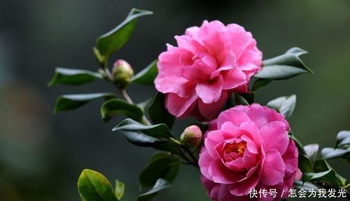 茶花背面发黑，如何轻松去除