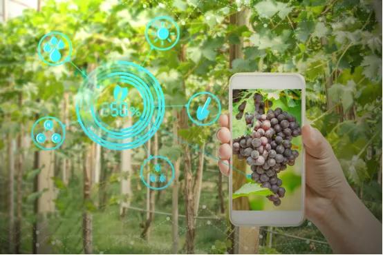 推广有机农业， 减少对农药的依赖