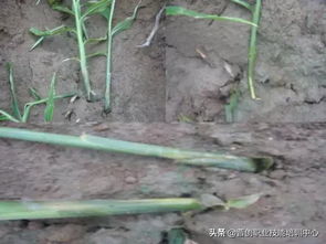 生姜病害的详细解析