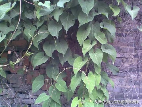 紫苏：肠胃的救星