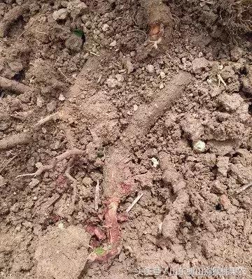 除桃树外其他核果类树如杏、李、樱桃等也会发生流胶病。一、危害症状:由侵染性病原导致的流胶病发生在根颈、主干、枝杈等部位。