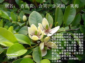 含笑花（香蕉花）如何进行科学的栽培养护