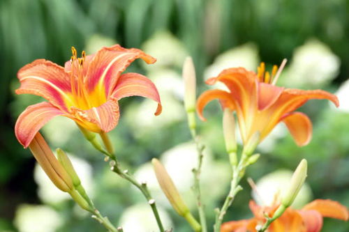 百合花的生长理想温度：关键因素与调控指南