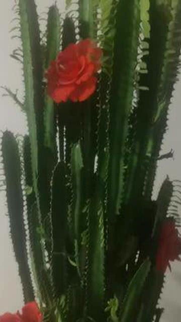 铁树开花的周期是多久？这背后有何秘密