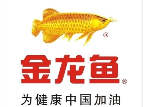 金龙鱼配什么鱼最好看？最佳5种配鱼是哪些？金龙鱼最好跟什么鱼混养？