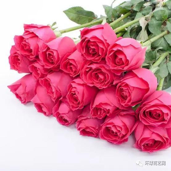 16朵玫瑰的浪漫寓意：探秘玫瑰花语，小红书花卉精选