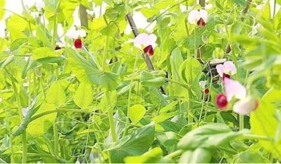 豆科植物有哪些种类？它们与一般植物有什么区别