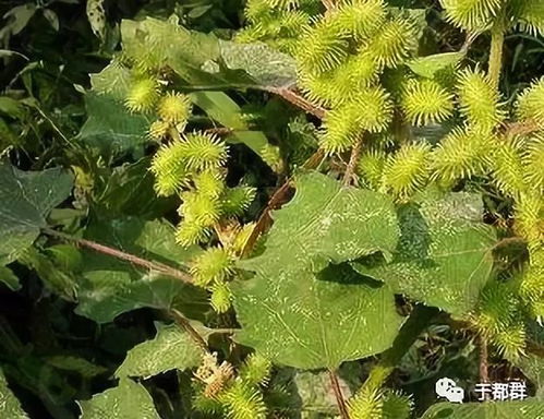 一亩地种苍耳需要多少斤种子？