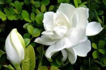 栀子花泡水喝能治什么？这些小毛病或许能缓解