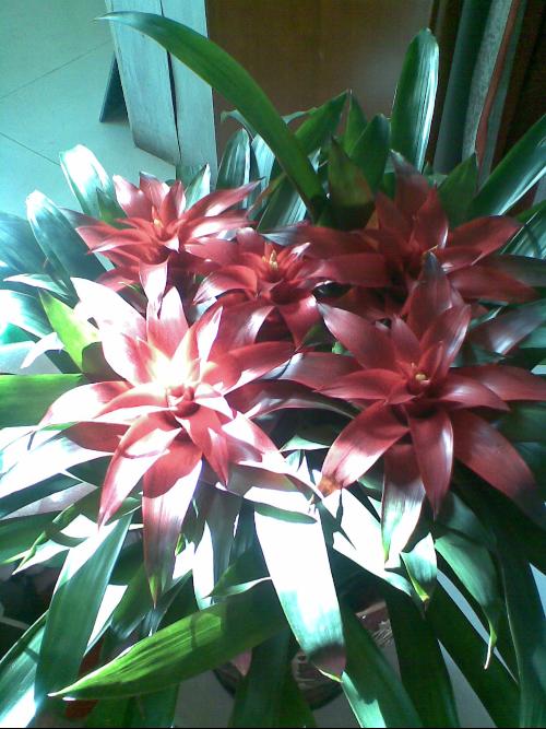 整株花压花教程：从新手到高手