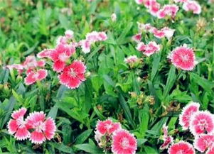 五彩石竹种子催芽小攻略，快来学学吧！