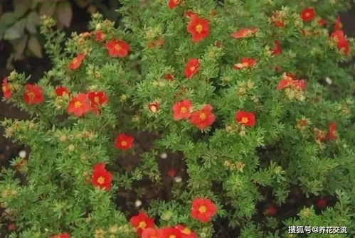 内蒙古那些耐寒耐旱的花儿们