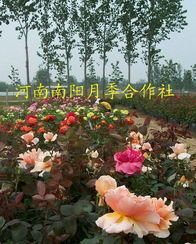 南阳王嫂的偏方