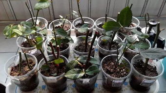 烂根问题：警惕啦