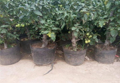 苗木处理，细致入微