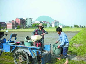 秧田除草剂使用后放水时间