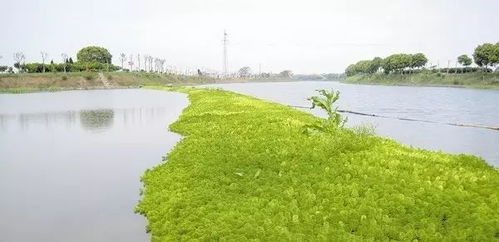 地理位置决定种植选择