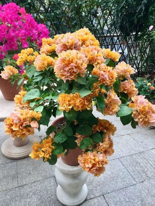 百合：耐寒性强， 花型独特