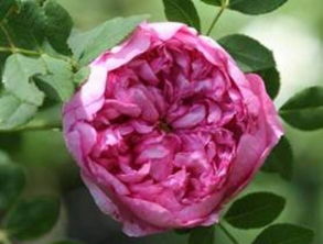 中国近现代月季育种家及知名品种揭秘