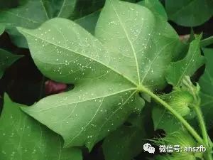 农业防治和药剂防治