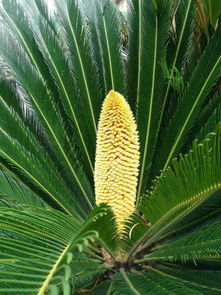 多晒太阳：增强光合作用