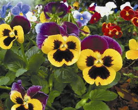 春天播种还是秋天播种？这是个问题